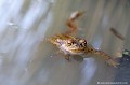<br><br>Nom anglais : Common toad
<br>A bientôt, si Dieu le veut!
<br><br>Photo réalisée en France, dans l'Allier (Auvergne)
<br><br> Crapaud commun
Bufo bufo
Common toad
Auvergne
Allier


 